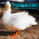 Pekin Duck Birds