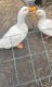 Pekin Duck Birds for sale in Hampton, VA 23661, USA. price: $15