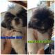 Pekingese Puppies for sale in Jerome, ID 83338, USA. price: NA