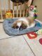 Pekingese Puppies for sale in Jacksonville, FL, USA. price: NA