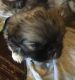 Pekingese Puppies for sale in Carlsbad, NM 88220, USA. price: $350