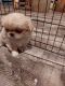Pekingese Puppies