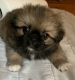 Pekingese Puppies for sale in Gulfport, MS, USA. price: $500
