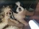 Pekingese Puppies for sale in Attalla, AL, USA. price: NA