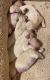 Pekingese Puppies for sale in Lakeland, FL, USA. price: $1,500
