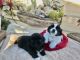 Pekingese Puppies for sale in Los Angeles, CA, USA. price: $800