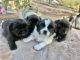 Pekingese Puppies for sale in Los Angeles, CA, USA. price: $700