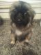 Pekingese Puppies for sale in Paragould, AR 72450, USA. price: $800