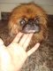 Pekingese Puppies for sale in Paragould, AR 72450, USA. price: NA
