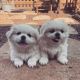 Pekingese Puppies for sale in Lawsonville, NC 27016, USA. price: $800