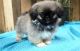 Pekingese Puppies for sale in New York, NY, USA. price: NA