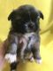 Pekingese Puppies for sale in Bay St Louis, MS, USA. price: $950