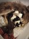 Pekingese Puppies for sale in Attalla, AL, USA. price: $800