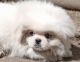 Pekingese Puppies for sale in 1246 Welsh Ave, Akron, OH 44314, USA. price: NA