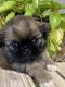 Pekingese Puppies for sale in Eagle Pass, TX 78852, USA. price: NA