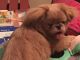 Pekingese Puppies for sale in Hamilton, OH, USA. price: $300