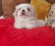 Pekingese Puppies for sale in Long Beach, CA, USA. price: $1,100