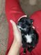 Pekingese Puppies for sale in Tempe, AZ 85282, USA. price: $1,300