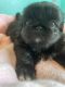 Pekingese Puppies for sale in Shelby, IA 51570, USA. price: NA