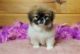 Pekingese Puppies for sale in SC-544, Myrtle Beach, SC, USA. price: $270
