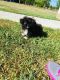 Pekingese Puppies for sale in Centereach, NY, USA. price: $600