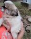 Pekingese Puppies for sale in New Paris, OH 45347, USA. price: $700