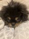 Pekingese Puppies for sale in Providence, RI, USA. price: NA