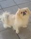 Pekingese Puppies for sale in Greenville, TX, USA. price: NA