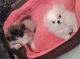 Pekingese Puppies for sale in San Bernardino, CA, USA. price: $1,200