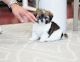 Pekingese Puppies for sale in Chicago, IL 60605, USA. price: NA