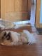 Pekingese Puppies for sale in Carrollton, OH 44615, USA. price: $2,500