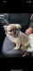Pekingese Puppies for sale in Cypress, TX, USA. price: $800