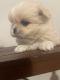 Pekingese Puppies for sale in Little Rock, AR, USA. price: $2,000