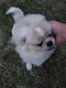 Pekingese Puppies for sale in Beulaville, NC 28518, USA. price: NA