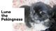 Pekingese Puppies for sale in Calhan, CO 80808, USA. price: $3,000