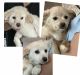 Pekingese Puppies for sale in Rocklin, CA, USA. price: $200