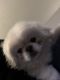 Pekingese Puppies for sale in Riverside, CA 92501, USA. price: NA