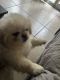Pekingese Puppies for sale in Riverside, CA 92501, USA. price: $850