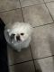 Pekingese Puppies for sale in Riverside, CA 92501, USA. price: NA