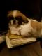 Pekingese Puppies for sale in Colorado Springs, CO, USA. price: NA