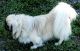 Pekingese Puppies for sale in Port Charlotte, FL, USA. price: $1,500