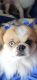 Pekingese Puppies for sale in Corbin, KY 40701, USA. price: NA