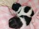 Pekingese Puppies for sale in Jemison, AL, USA. price: NA