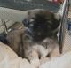 Pekingese Puppies for sale in Port Charlotte, FL, USA. price: $1,500