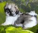 Pekingese Puppies for sale in Huntsville, AL, USA. price: $1,200