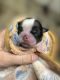 Pekingese Puppies for sale in Daleville, AL, USA. price: NA
