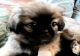 Pekingese Puppies for sale in Port Charlotte, FL, USA. price: $2,000