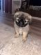 Pekingese Puppies for sale in Livingston, TX 77351, USA. price: $1,000