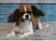 Pekingese Puppies for sale in Maplewood, MN 55119, USA. price: $420