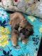 Pekingese Puppies for sale in New York, NY 10080, USA. price: $600